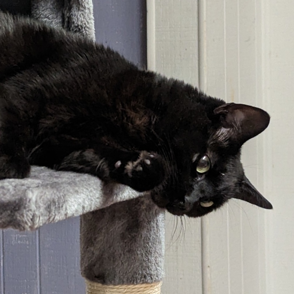 Meet your Posher, Pearlly